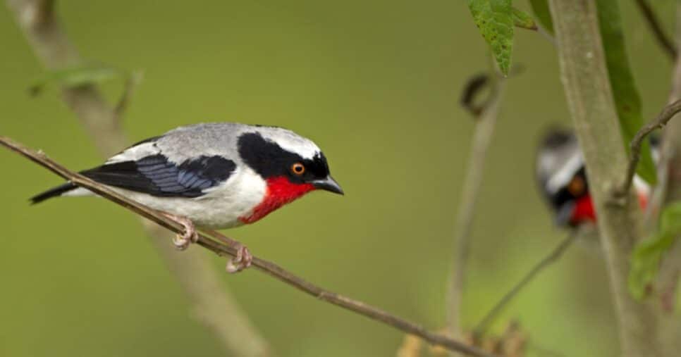 Saíra-apunhalada Brasil