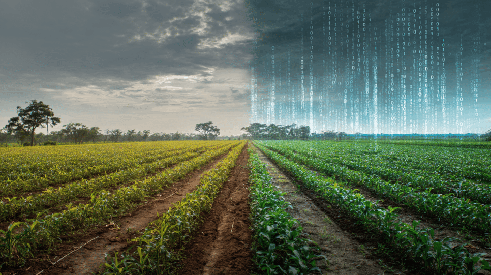 Imagem de uma plantação representando a utilização de IA Física no Agronegócio para criação de gêmeos digitais